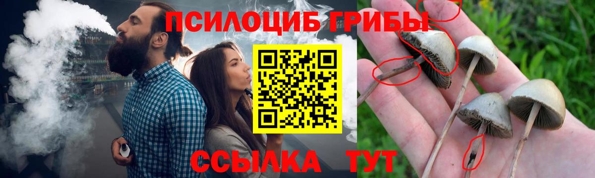 Галлюциногенные грибы Magic Shrooms  Вход с VPN  где купить наркоту  Новозыбков  Галлюциногенные грибы мухоморы 